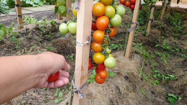 Ищите семена этого томата! Не пожалеете! смотреть онлайн