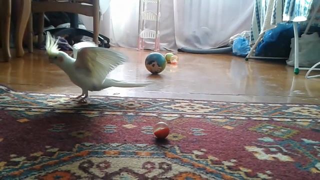 Корелла Альби танцует свой танец / Cockatiel Albi Dancing