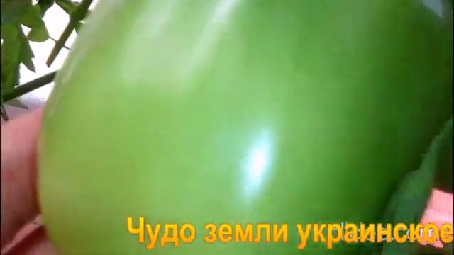 Лучшие сорта по вкусу и рекордному урожаю смотреть онлайн