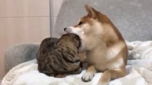 Собака съела кота!!!!! Мир животных на камеру  !!!!!!