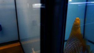 Разводят дискусов. Огромный выбор в Прибалтике. Мальки дискусов.