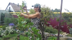 ОБРЕЗКА ВИНОГРАДА    ДЛЯ  НАЧИНАЮЩИХ  В АВГУСТЕ , Отсечь всё лишнее .