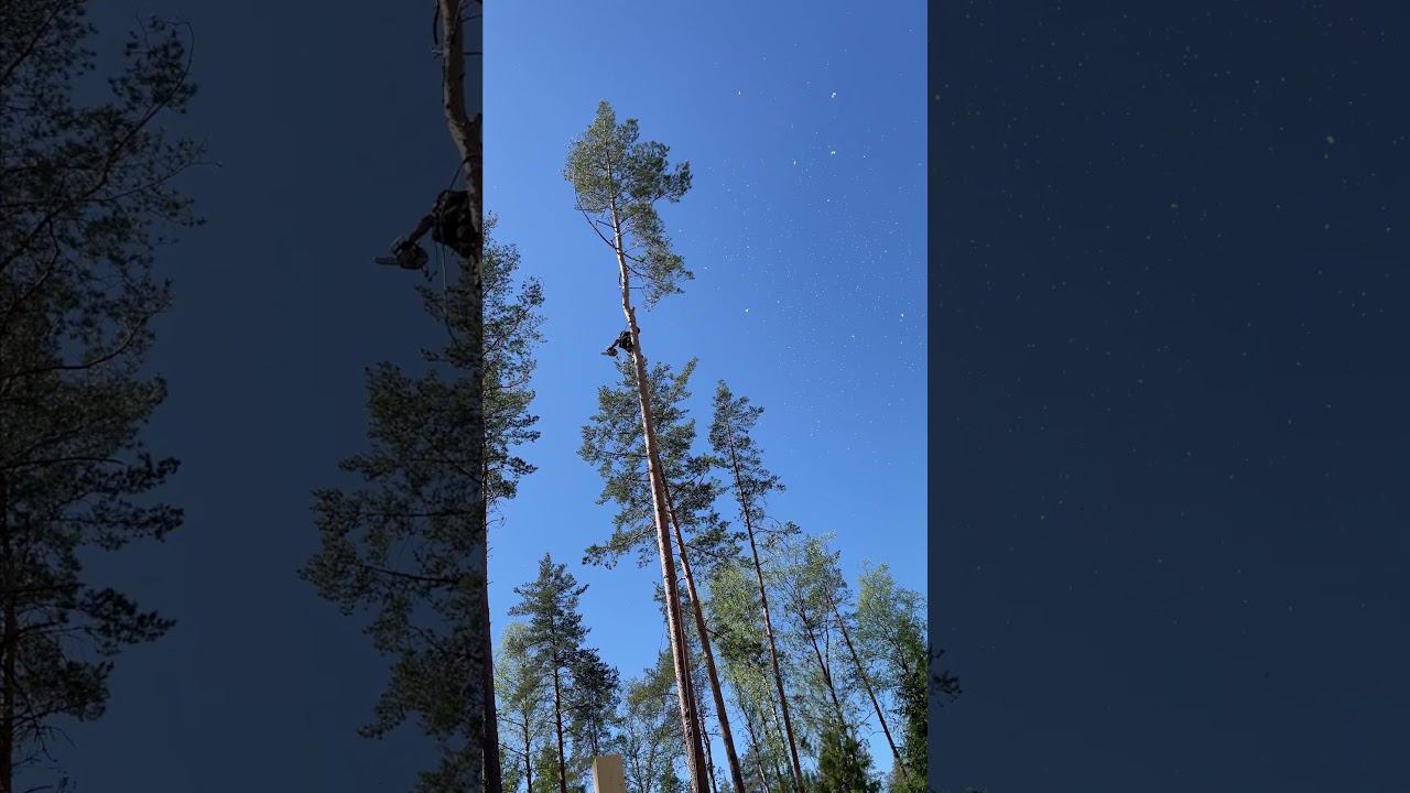 Арбористика | аккуратный спил дерева на участке смотреть онлайн