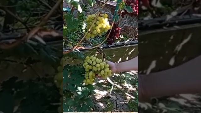 @MILANKA super white grapes. Виноград Миланка мускат #shortsyoutube