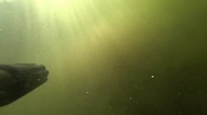 подводная охота на маныче. белый амур. веселовское водохранилище. охота с пеленгас варвар 70
