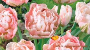 Тюльпан махровый Анжелика (tulipa angelique) ? обзор: как сажать, луковицы тюльпаны Анжелика