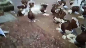 Статные Голуби Василия Старкова. Ленточные