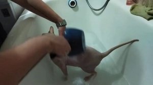 Как помыть кота?. Купание донского сфинкса Тимоши