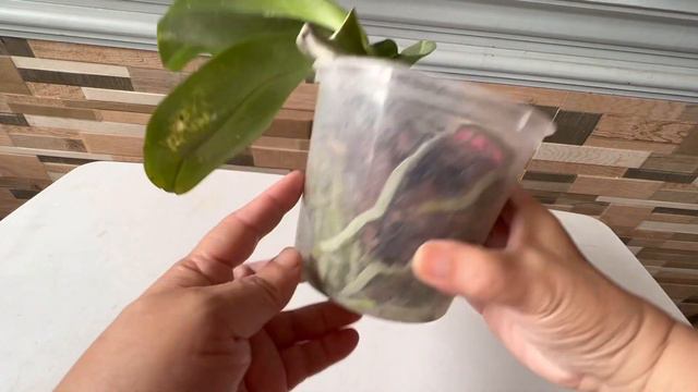 Phalaenopsis Orchid with Yellow and Rotting leaves UPDATE with care tips смотреть онлайн