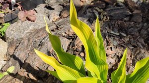Обзор жёлтых сортов хост на моих клумбах....2часть...#hosta#яркая#желтые#сорта#весна#