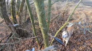 Охота на зайца Русака Часть 2  Разделка зайца за 5 минут Hunting the hare Russak