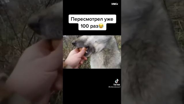 когда собака нечего не поняла и взорвала яйцо🤣🤣😂🤣😂🤣😂🤣