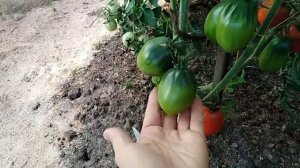 13 июля 2019г. СОРТ ТОМАТА ВАЛЯ в теплице