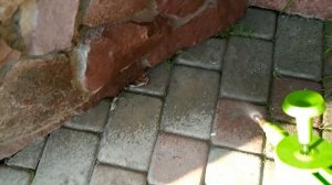 ИЗБАВИТСЯ И УБРАТЬ ТРАВУ С ПЛИТКИ.