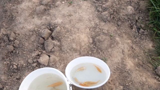 карп Кои. В пруд к осетрам. смотреть онлайн