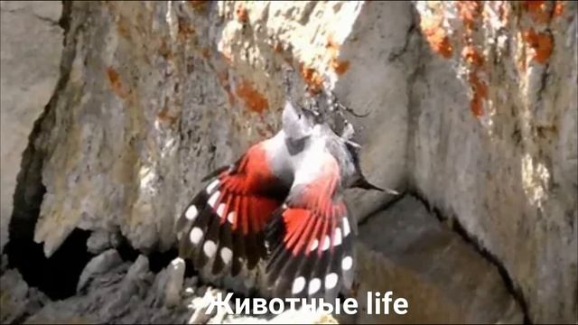 СТЕНОЛАЗ?/Животные life/Птицы/Животные/Интересные факты смотреть онлайн