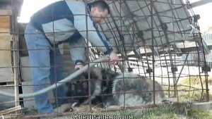 Легкий способ вычесать собаку большого размера