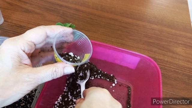 Размножение Фиалок. Отсаживаю Деток Фиалок.// Мои цветочные будни (7.02.2022) смотреть онлайн