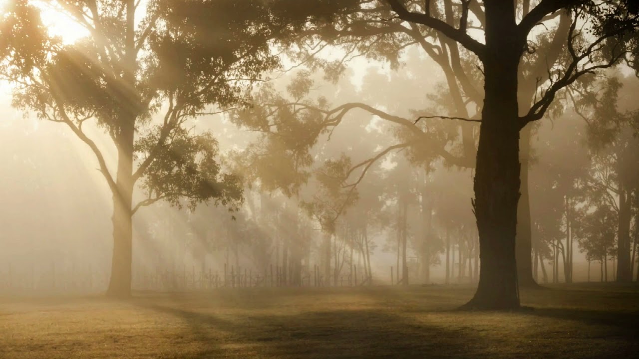 Я люблю завораживающий лес. Природа туман. Утро природа. Пиньинь 你. Sounds of the Forest.