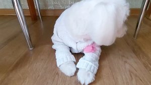 Мальтийская болонка после груминга приколы.