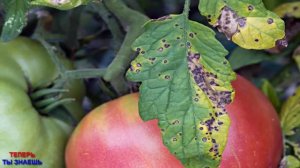 От ЧЕРНОЙ ТЛИ на ПОМИДОРАХ Опрыскайте ЭТИМ Простым НАРОДНЫМ Средством! БЕЗ ХИМИИ!