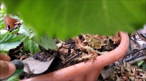 Blackberry Propagation By Tip Layering: How To Grow Blackberries By Tip Layering