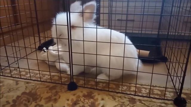 МИЛЫЙ ангорский кролик ищет дом.