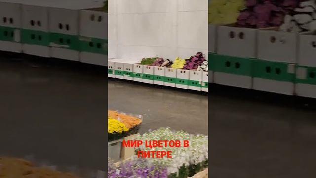 МАГАЗИН ЦВЕТОВ В ПИТЕРЕ ОПТОМ И РОЗНИЦУ