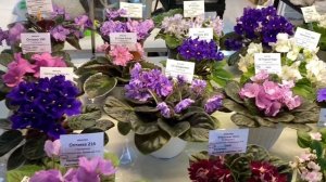 Фиалки на выставке цветов в Новороссийске