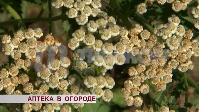 Зелёная аптека Петра Суходубенко смотреть онлайн