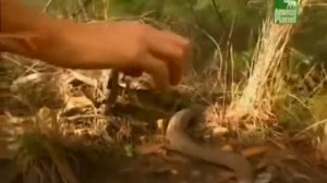 Австралия  Самые удивительные животные