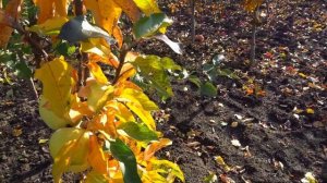 Яблоня ГОЛДЕН КОЛОНА / Подходит для выращивания в горшечной культуре /Обзор на 05.09. и  02.11.2023