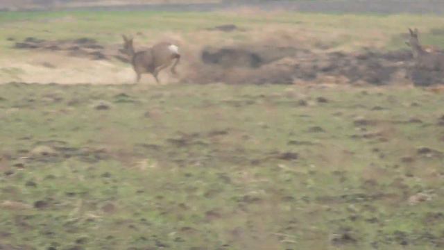 Выгнал двух косуль из осоки/Город Ополе, Польша смотреть онлайн