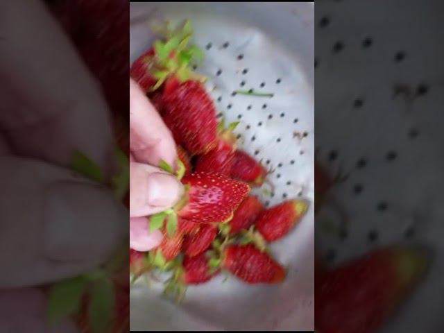наша купчиха радует новых хозяев