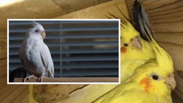 Price List Of All Cockatiel Mutation 2023