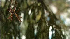 10 Самых невероятных пауков