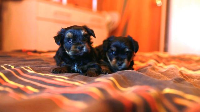 щенки смотреть онлайн