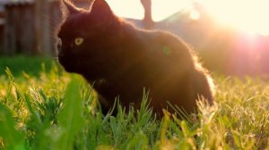 Образ кошки в нашей жизни. Значение кошек с точки зрения ритмологии. Женщины и кошки.