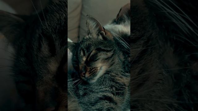 Кошка заменила котенку родную маму #коты #материнскаялюбовь смотреть онлайн