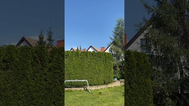 Стрижка живой изгороди из туй смарагд
