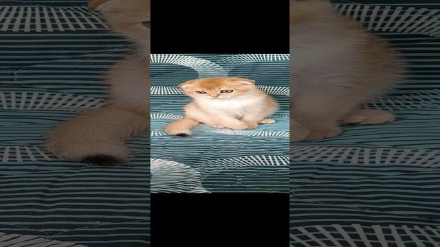 Золотой породистый вислоухий котик Сильвестр