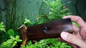 Делаем дупло для нереста сомов анциструсов