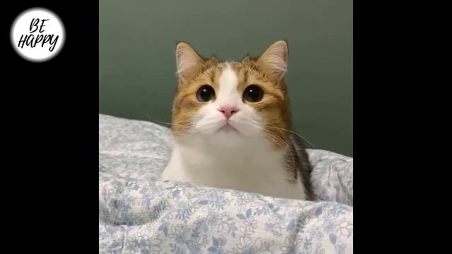 ЛУЧШИЕ КОТИКИ В МИРЕ!😆 Смешная подборка котиков