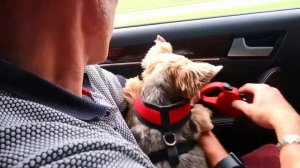 Возвращаемся домой с дачи! Дези любит ездить в машине и наблюдать за дорогой!