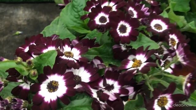 Цветы в Бауцентре к 8 Марта! смотреть онлайн