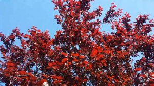 ITALIA LEIA /ALBERO CON FOGLIA ROSSA/А ВЫ ВИДЕЛИ ДЕРЕВЬЯ С КРАСНЫМИ ЛИСТЬЯМИ