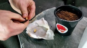 Набор для создания бонсай "Сад Радости", "Фисташка"