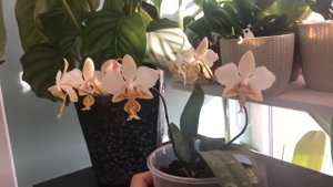 phalaenopsis stuartiana var. nobilis '915' фаленопсис Стюартиана