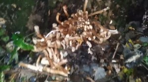 Чешуйчатка обыкновенная. Условно-съедобные грибы.