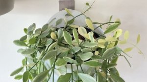 ДИСХИДИЯ OIANTHA VARIEGATA ‘WHITE DIAMOND’ [Краткий видео обзор]